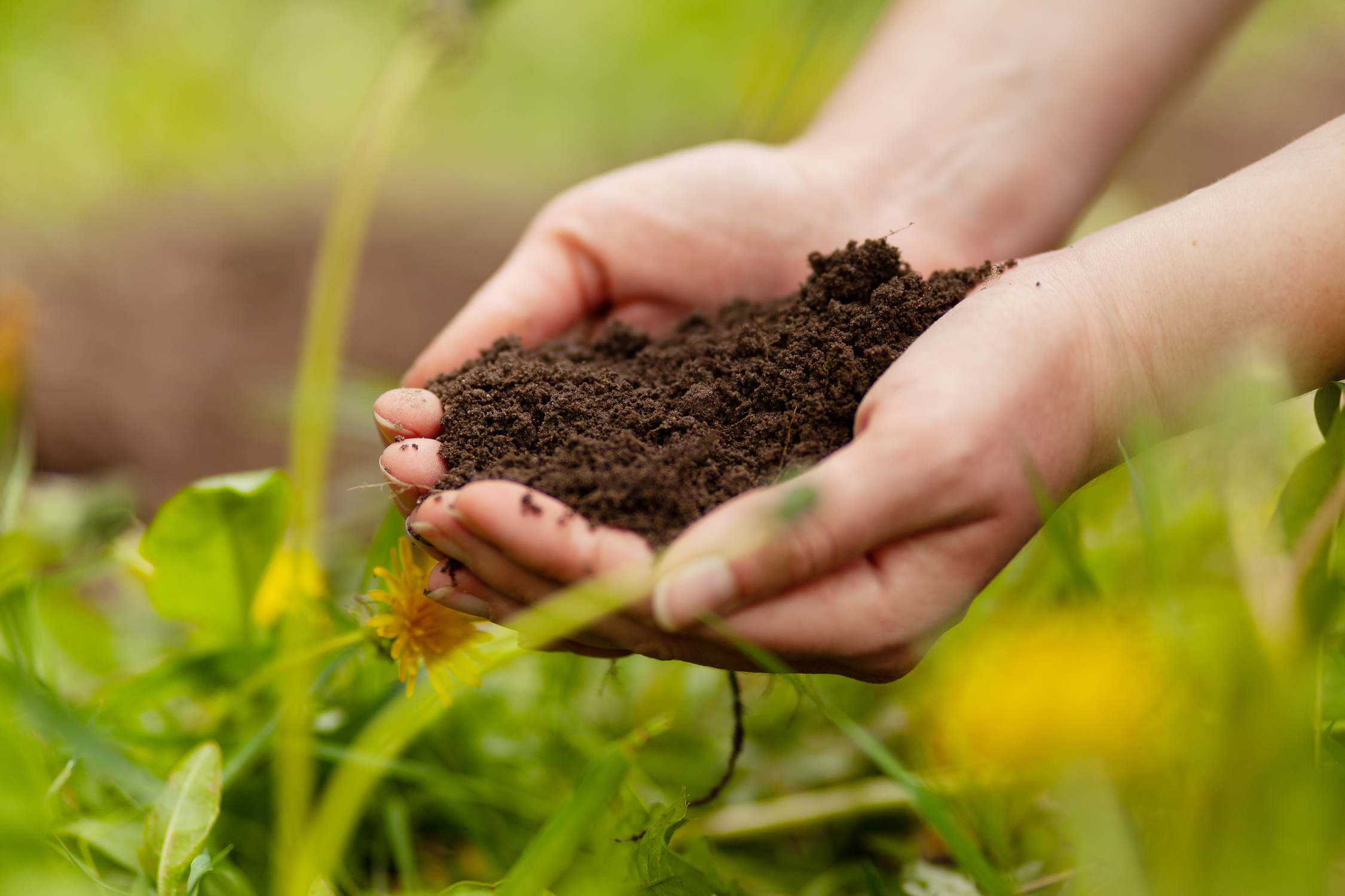 Fertile soil. Handful of earth in hand, sustainable farming